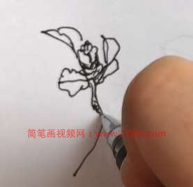 山茶花简笔画步骤