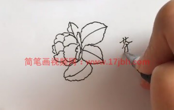 山茶花怎么画简笔画