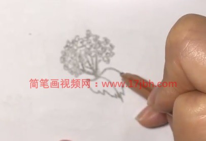 丁香花简笔画步骤