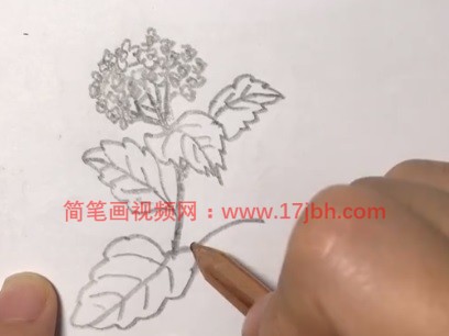 丁香花简笔画步骤