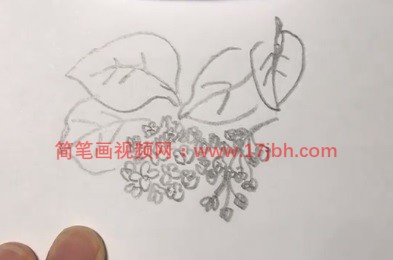 紫丁香花图片简笔画