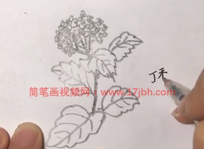 丁香花简笔画步骤