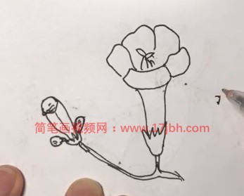 凌霄花简笔画图片