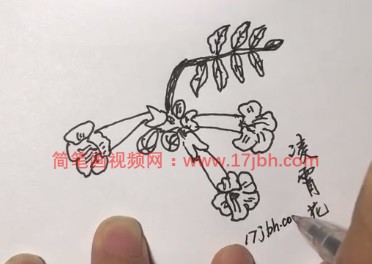 凌霄花的简笔画