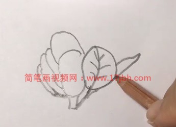 广玉兰图片简笔画