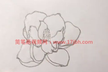 广玉兰简笔画