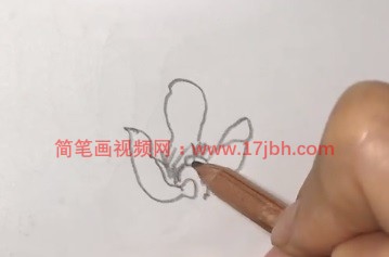 玉兰花的简笔画