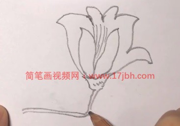 玉兰花简笔画图片