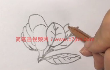 广玉兰图片简笔画