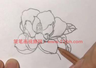 广玉兰简笔画