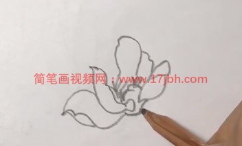 玉兰花的简笔画