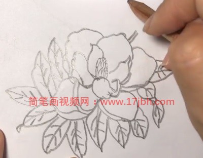 广玉兰简笔画