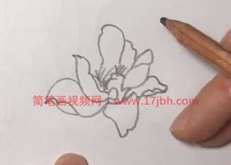 玉兰花的简笔画