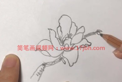 玉兰花的简笔画