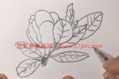 广玉兰图片简笔画