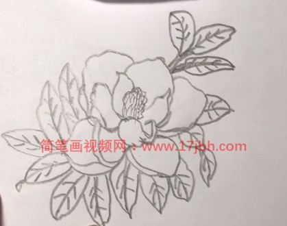 广玉兰简笔画