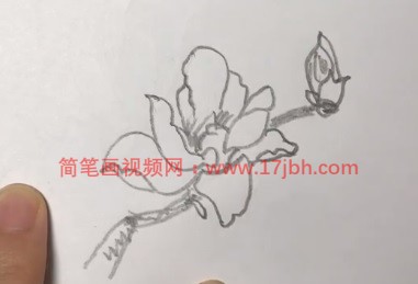 玉兰花的简笔画