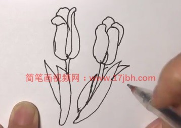 郁金香简笔画图片