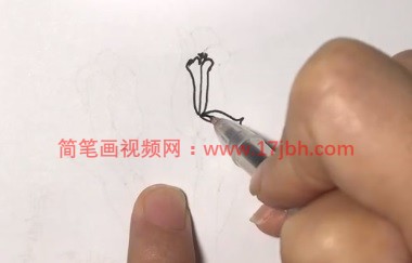 马兰花简笔画