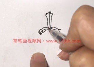 马兰花简笔画