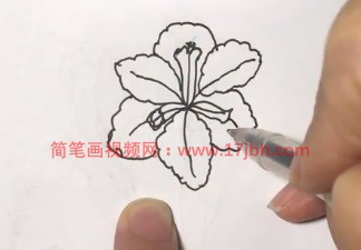 马兰花简笔画