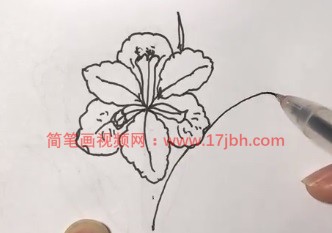 马兰花简笔画