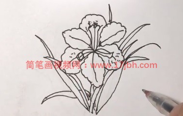 马兰花简笔画