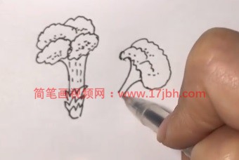 鸡冠花的简笔画色彩