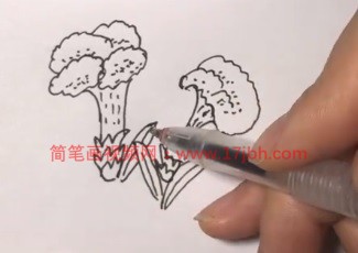 鸡冠花的简笔画色彩