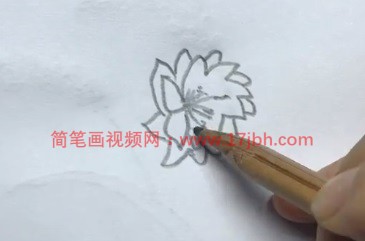 令箭荷花简笔画