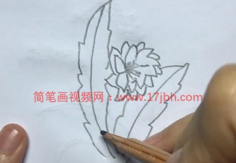 令箭荷花简笔画