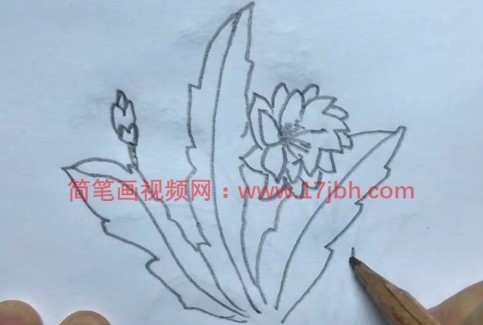 令箭荷花简笔画