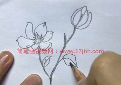 含笑花简笔画