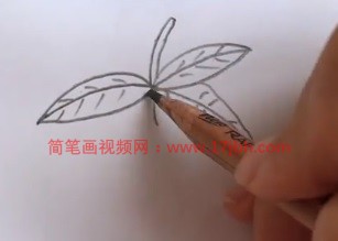 枇杷的简笔画