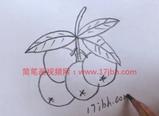 枇杷的简笔画