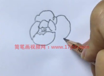 牡丹花简笔画彩色