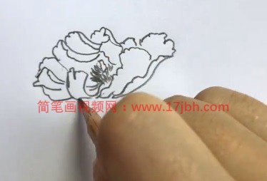 牡丹花图片简笔画涂色