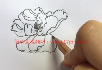 牡丹花图片简笔画涂色