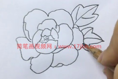 牡丹花简笔画彩色