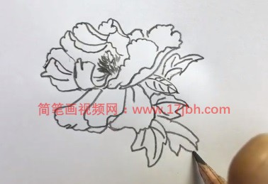 牡丹花图片简笔画涂色