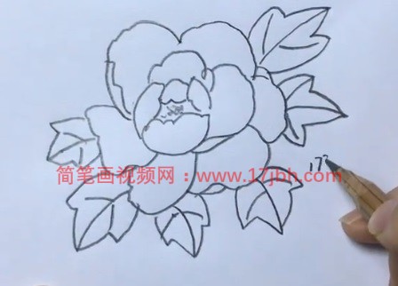 牡丹花简笔画彩色