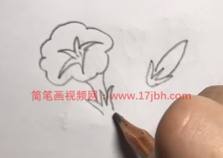 牵牛花的简笔画图片