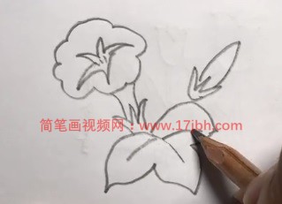 牵牛花的简笔画图片