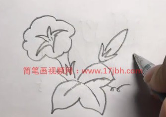 牵牛花的简笔画图片