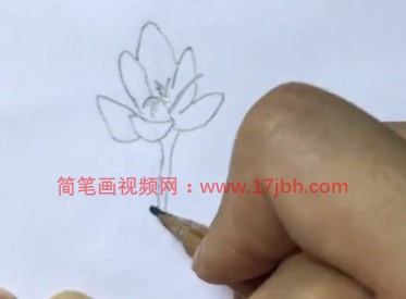 番红花简笔画