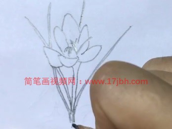 番红花简笔画