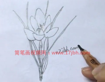 番红花简笔画