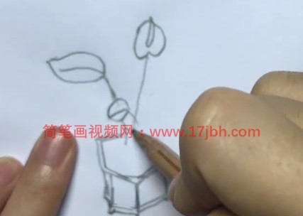 白掌简笔画