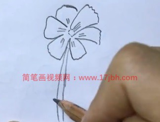 石竹花简笔画