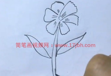 石竹花简笔画